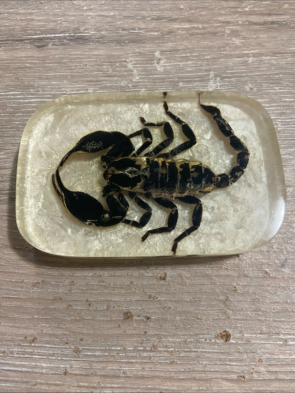 Vintage Taxidermy Preserved Scorpion Specimen